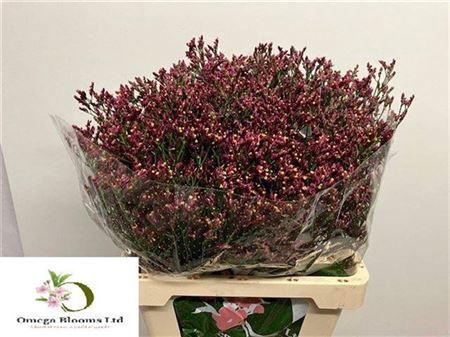 Lim Sin Scarlet Diamond