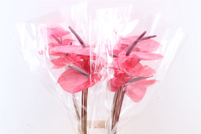 <h4>Anth A Candy</h4>