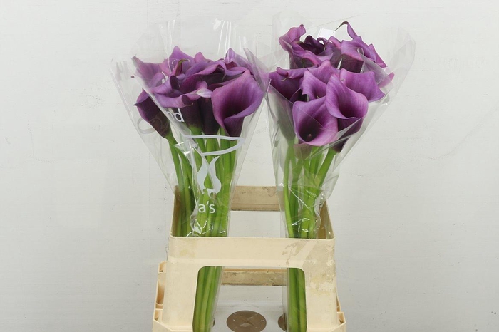 <h4>Zant Durban</h4>