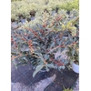 Distylium racemosum