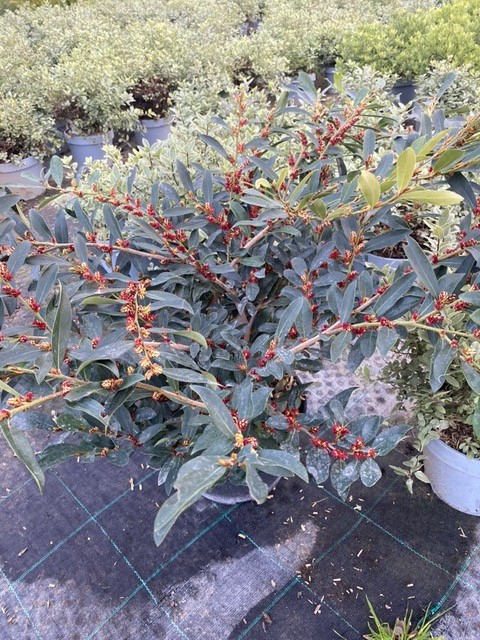 Distylium racemosum