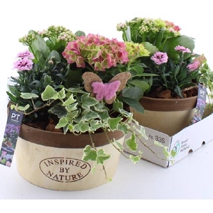 ARR TUINPLANTEN