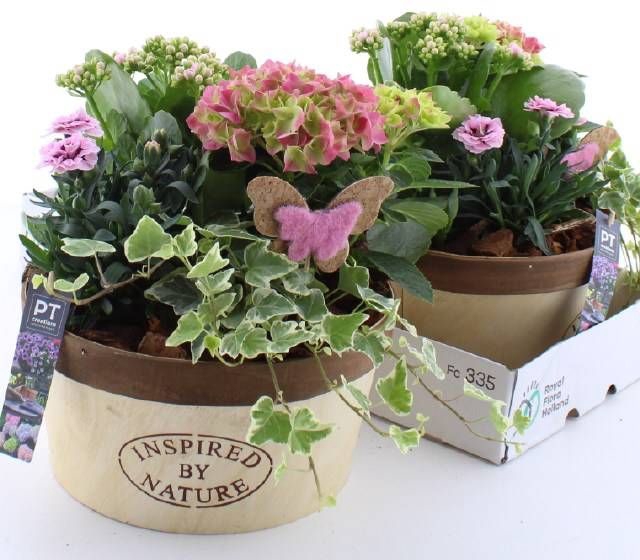 <h4>ARR TUINPLANTEN</h4>