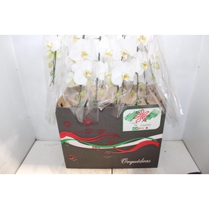PHALAENOPSIS CASCATA P15 BRANCO MIN 8 FLS