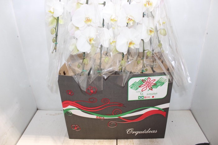 <h4>PHALAENOPSIS CASCATA P15 BRANCO MIN 8 FLS</h4>