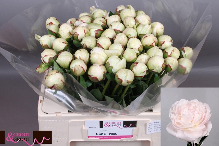 <h4>Paeonia White Pool</h4>