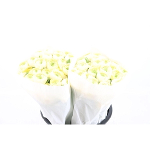 Ran Cloni Ex Commedia