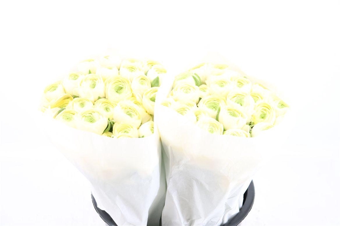 <h4>Ran Cloni Ex Commedia</h4>