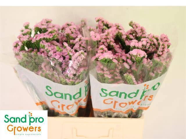 <h4>LIM S LUCIA PINK</h4>