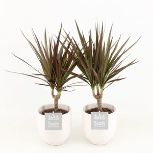 Dracaena Marginata Magenta in Sierpot