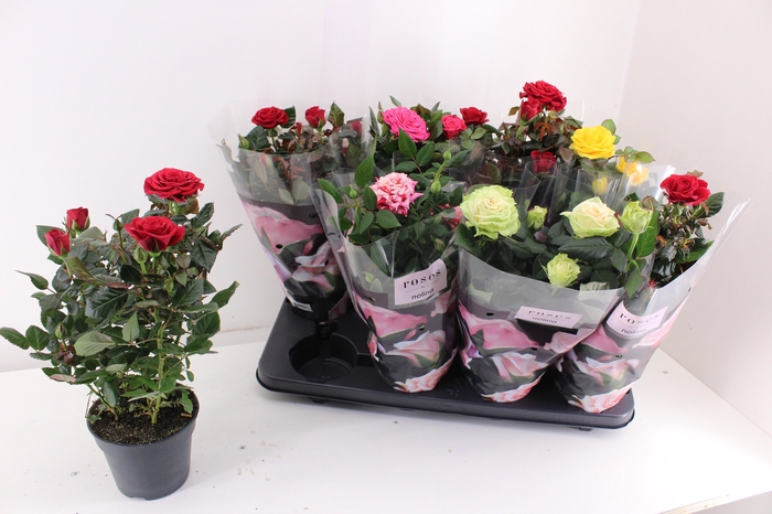 <h4>RO PATHIT GEM 5 SRT</h4>