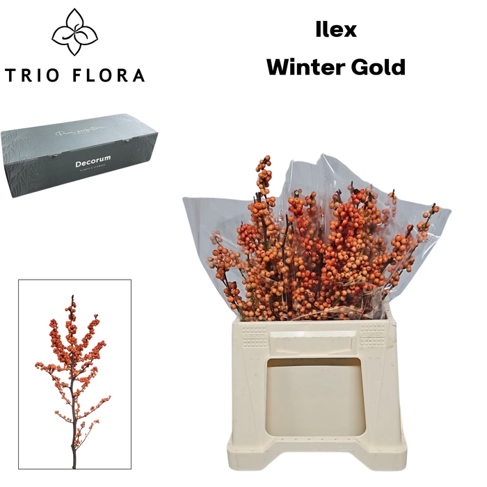 <h4>ILEX VE WINTER GOLD Big Box 60</h4>
