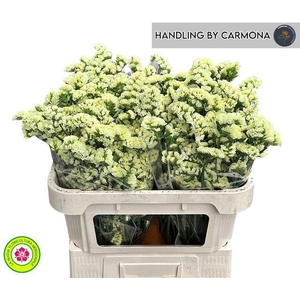 LIM S YELLO SUN BIRD