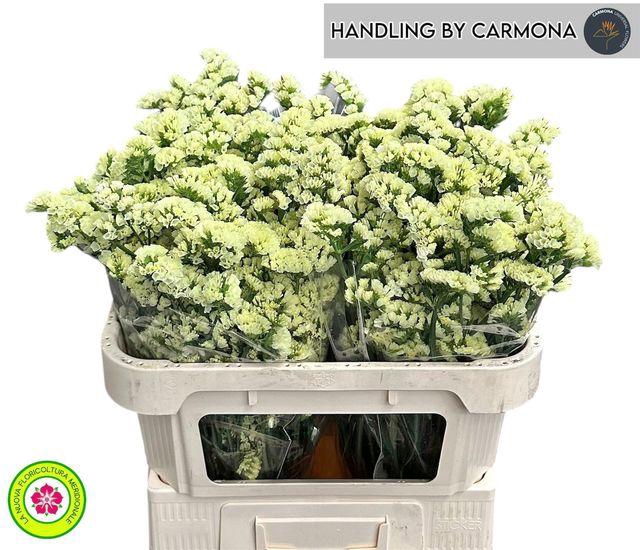 <h4>LIM S YELLO SUN BIRD</h4>