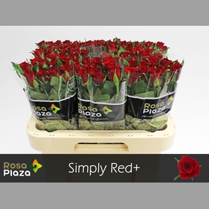 R GR SIMPLY RED+