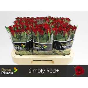Rosa gr Simply Red