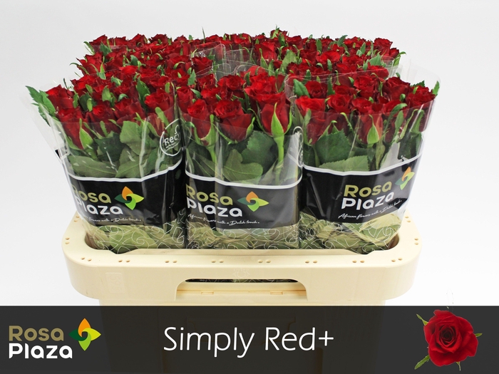 <h4>R GR SIMPLY RED+</h4>