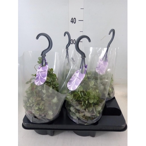 Ceropegia woodii ssp. woodii