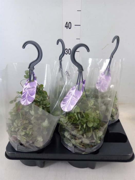 <h4>Ceropegia woodii ssp. woodii</h4>