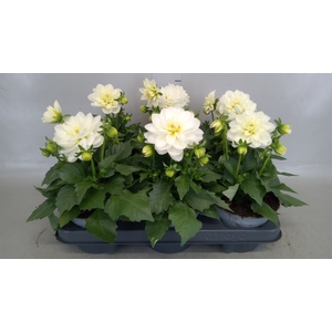 Dahlia  'Dahlinova Hypnot White'
