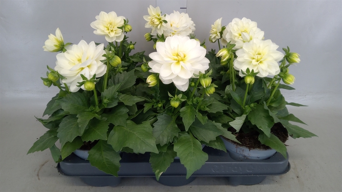 <h4>Dahlia  'Dahlinova Hypnot White'</h4>