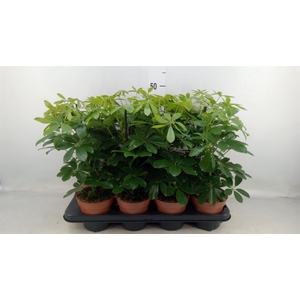 Schefflera arbor. 'Nora'