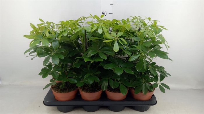 <h4>Schefflera arbor. 'Nora'</h4>