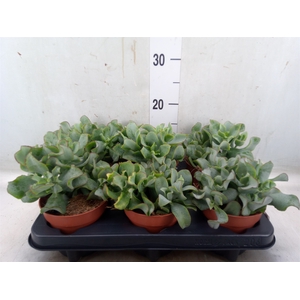 Crassula arborescens subsp. undilat