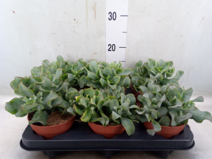 <h4>Crassula arborescens subsp. undilat</h4>