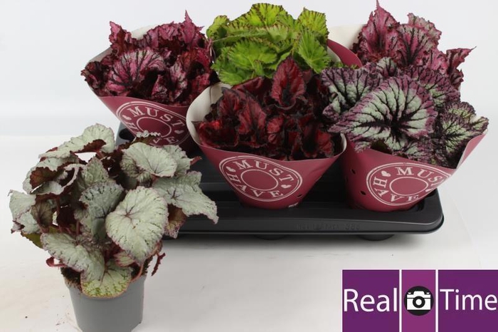 <h4>BEG BEL GEM</h4>