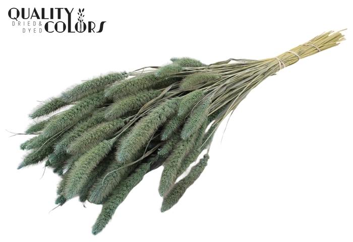 Setaria per bunch Frosted Light Blue