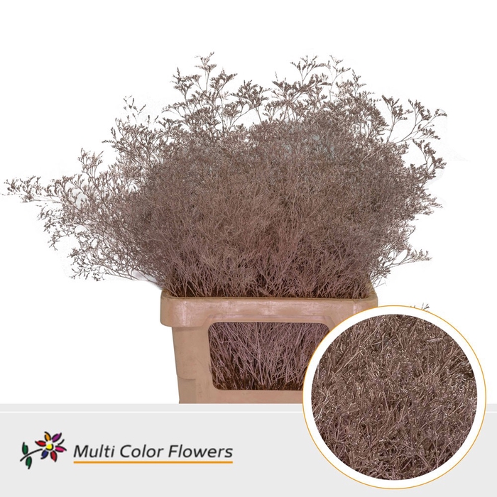 <h4>Limonium Beltlaard Champagne</h4>