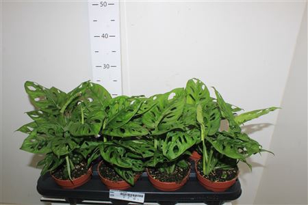 <h4>Monstera Adansonii</h4>