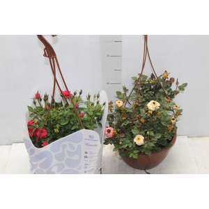 ROSEIRA MINI C21 PENDENTE
