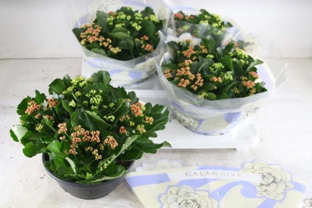 <h4>KAL GE GEM I POT</h4>