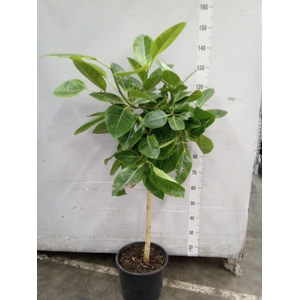 Ficus benghalensis