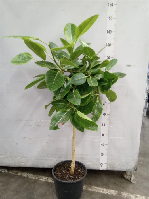 <h4>Ficus benghalensis</h4>