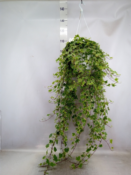 Hedera helix 'Eva'