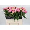 Paeonia Pink Giant