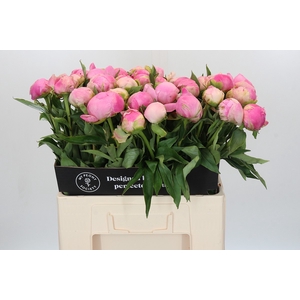Paeonia Pink Giant