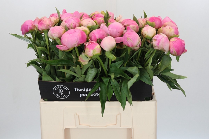 Paeonia Pink Giant