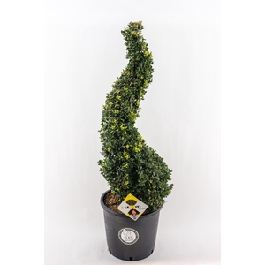 Ilex crenata Dark Green