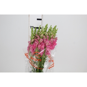 BOCA DE LEAO ROSA 070 CM