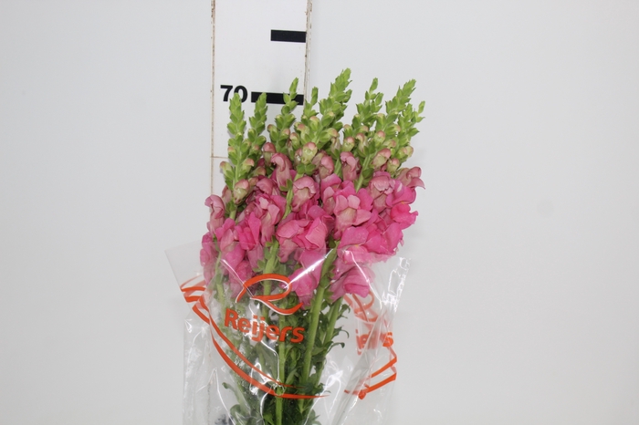 BOCA DE LEAO ROSA 070 CM