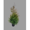 Thuja O Brabant