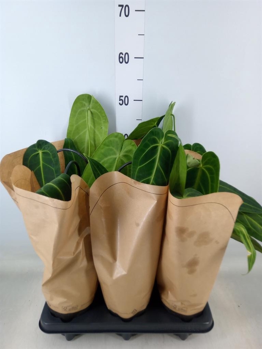 <h4>Anthurium   ...</h4>