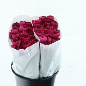 Ran El Hot Pink Extra Witte Hoes