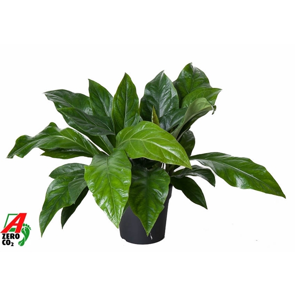 <h4>Anthurium Jungle Bush 2PP</h4>