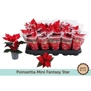 Euph. Poinsettia Mini Fantasy Star in Sleeve