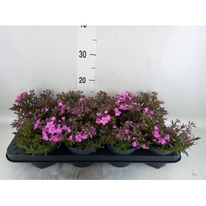 Phlox sub. 'Fabulous Rose'